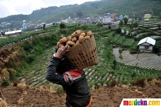 keseruan petani dieng panen kentang di masa pandemi