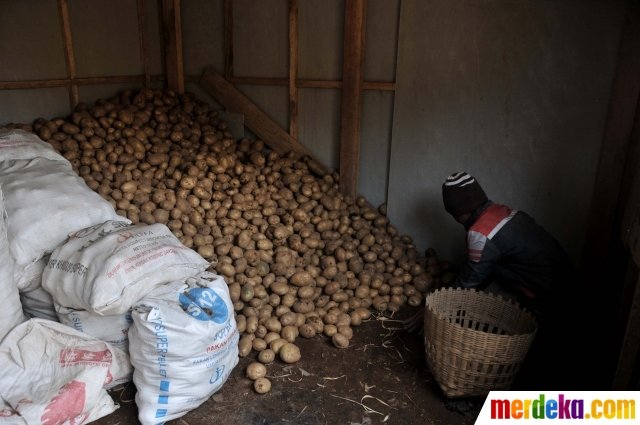 keseruan petani dieng panen kentang di masa pandemi