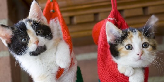 Cara Adopsi Kucing dari Shelter, Pahami Langkahnya Sebelum Membawanya ke Rumah