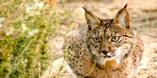 Mengenal Kucing Lynx, Spesies Predator Liar nan Cantik yang Hampir Punah