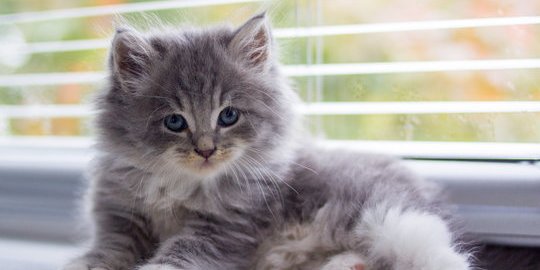 Mengenal Kucing Persia Abu-abu, Ketahui Ciri-ciri dan Cara Merawatnya