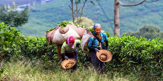 Wanita Pemetik Daun Teh, Sosok Perkasa di Balik Segarnya Aroma Teh Kemuning