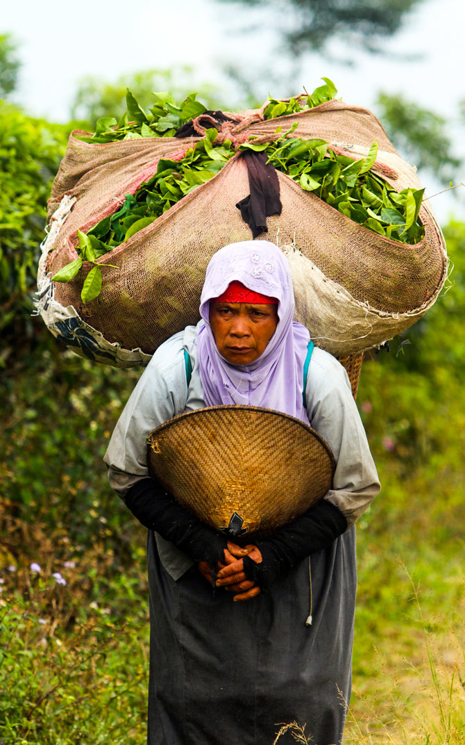 pemetik daun teh