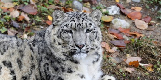 Macan Tutul Salju di Kebun Binatang San Diego AS Terinfeksi Covid-19