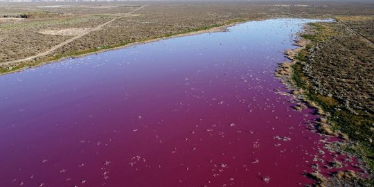 Laguna Pink yang Tercemar Limbah Pabrik