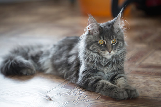 hindari 5 makanan rumahan ini untuk kucing maine coon bisa ganggu kesehatannya