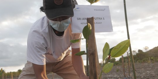 Dukung Ekowisata, Traveloka Tanam 10 Ribu Bibit Bakau di Mandalika