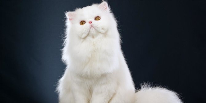 Ciri Kucing Anggora Asli, Kenali agar Tidak Tertipu Saat Membeli 