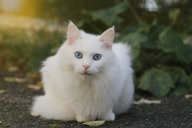 kerontokan bulu kucing anggora ternyata dipengaruhi musim kok bisa