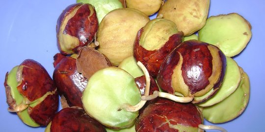Diburu Walau Mahal, Begini Kisah Jengkol Garut Kalahkan Pamor Daging Ayam di Pasaran