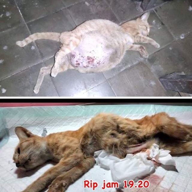 kisah pilu kucing di pekalongan