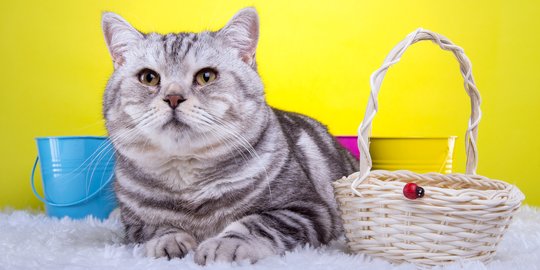 Mengenal Kucing Mixdom, Campuran Kucing Ras dan Domestik yang Populer