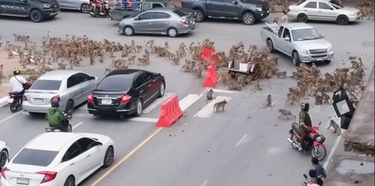 Kelompok Monyet Ini Turun ke Jalan dan Sebabkan Macet Selama 4 Menit, Ini Penyebabnya