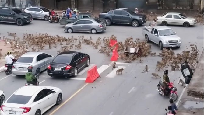 kelompok monyet ini turun ke jalan dan sebabkan macet selama 4 menit ini penyebabnya