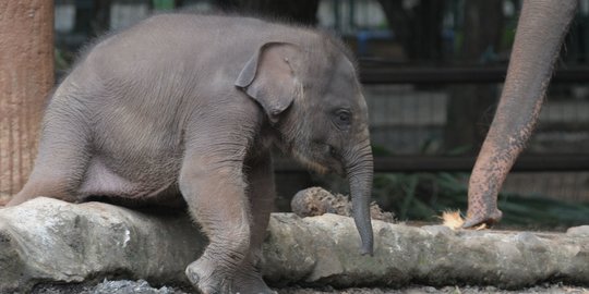50 Gajah Selamat dari Kebakaran Hutan Suaka Margasatwa Padang Sugihan