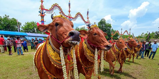 Sapi Sonok, Adu Kecantikan Sapi Betina di Madura