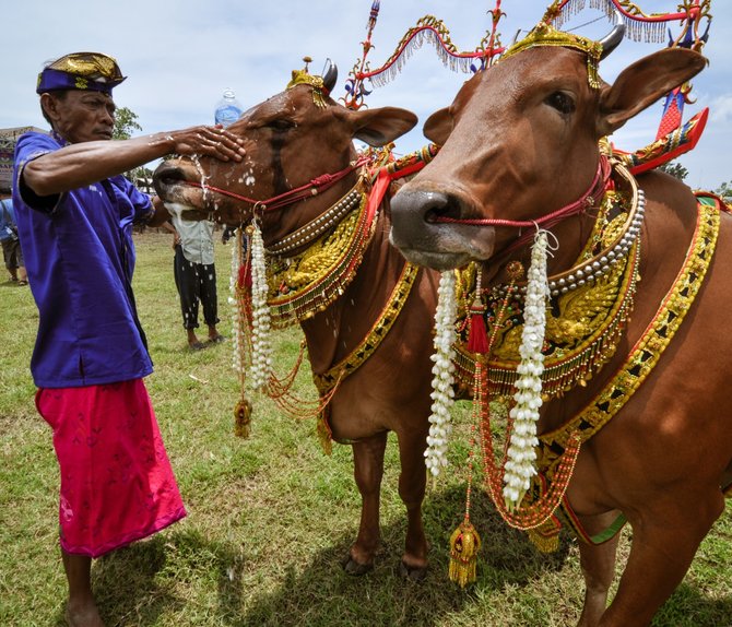 Sapi Sonok, Adu Kecantikan Sapi Betina Di Madura | Merdeka.com