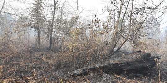 BMKG Catat 23 Titik Panas di Riau