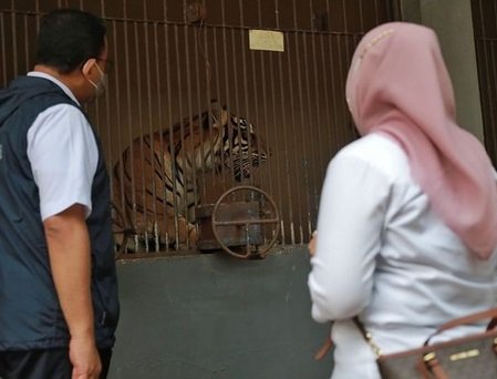 anies baswedan kunjungi harimau positif covid 19