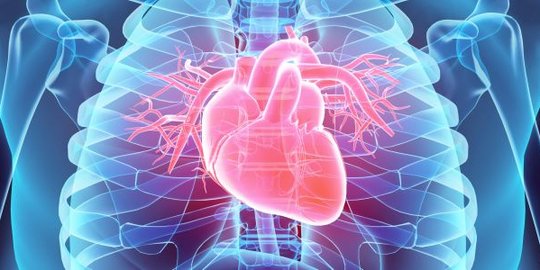 Fungsi Otot Jantung pada Tubuh, Ketahui Risiko Gangguannya
