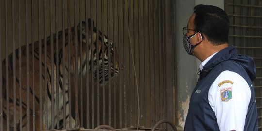 Anies Baswedan Jenguk Harimau Terpapar Covid-19 di Ragunan