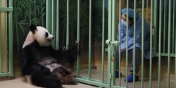 Panda Raksasa Lahirkan Anak Kembar di Prancis