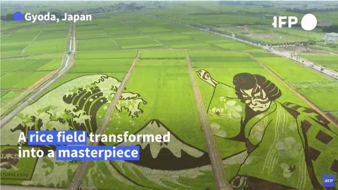 unik sawah padi di jepang ini di 039lukis039 untuk semarakkan olimpiade tokyo 2020