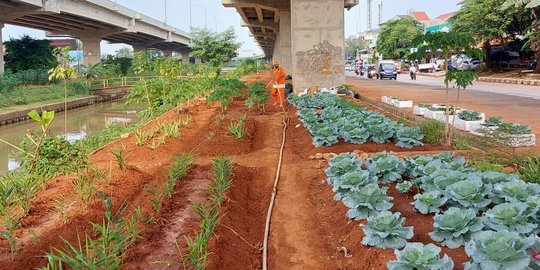 Petugas PPSU Cipinang Melayu Pakai Lahan di Kolong Tol Becakayu untuk Bertani