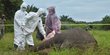 Gajah Jantan Ditemukan Mati Tanpa Kepala di Aceh Timur, Pelaku Diburu Polisi