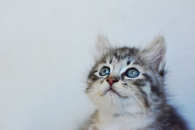 ingin adopsi anak kucing perhatikan tiga vaksin yang wajib diberikan ya