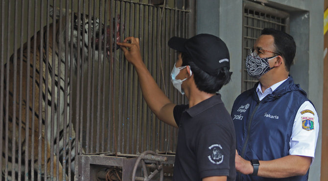 gubernur anies baswedan jenguk harimau positif covid 19 di ragunan