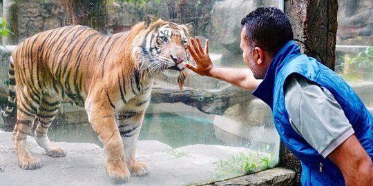 Melepas Rindu, Intip Momen Wagub Sumut Bertemu Harimau Sumatra yang Pernah Dipelihara