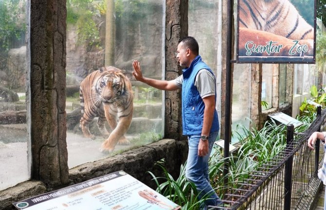 melepas rindu intip momen wagub sumut bertemu harimau sumatra yang pernah dipelihara