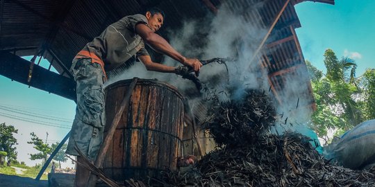 Mengintip Penyulingan Minyak Kayu Putih, Ramuan Penghangat Badan Asli Maluku