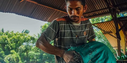 Penyulingan Minyak Kayu Putih Tradisional, Ramuan Ajaib Penghangat Badan Aman Diminum