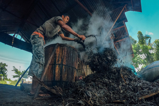 pembuatan minyak kayu putih tradisional