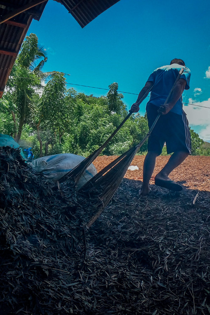 pembuatan minyak kayu putih tradisional