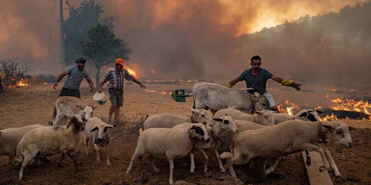 Kepanikan Warga Selamatkan Hewan Ternak dari Kebakaran Hutan Turki