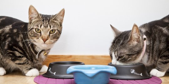 Cara Mengatasi Kucing Tidak Mau Makan, Ketahui Penyebabnya