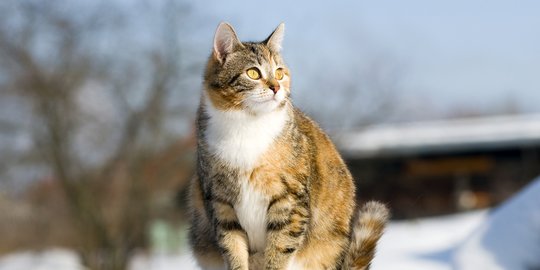 Berapa Lama Kucing Hamil? Berikut Tanda dan Persiapan yang Perlu 