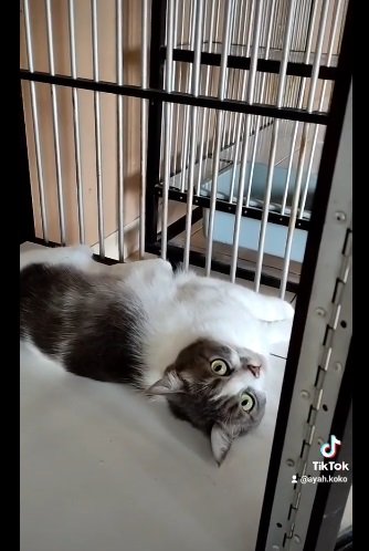 Pria Ini Pelihara Puluhan Kucing di Rumah, Fasilitasnya VIP, Sudah 