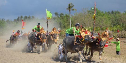 Makepung, Pacu Kerbau Petani Jembrana Sebagai Wujud Syukur