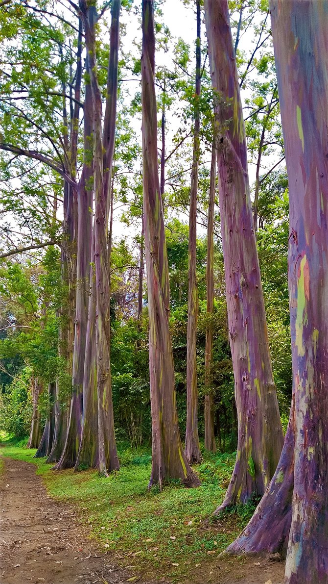 pohon pelangi