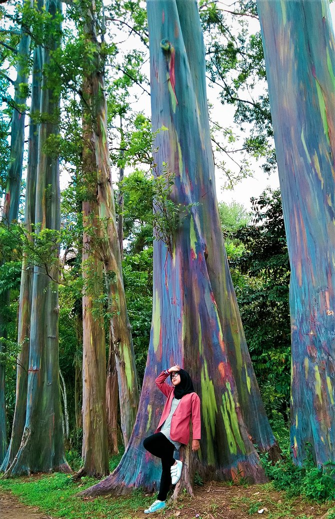 pohon pelangi