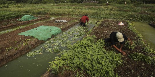 Memanfaatkan Lahan Kosong Ibu Kota untuk Bertani Sayur