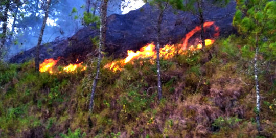 Puluhan Hektare Lahan dan Hutan di Dataran Tinggi Aceh Terbakar