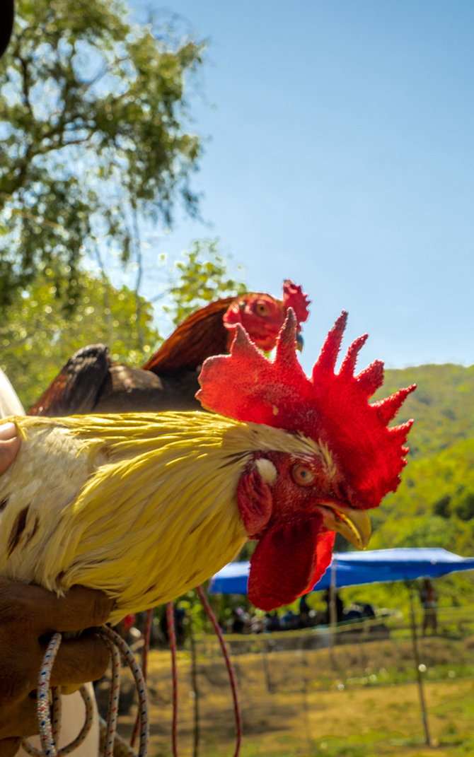 barapan ayam sumbawa