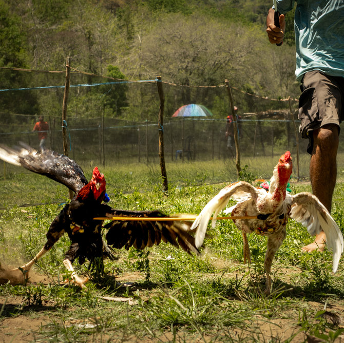 barapan ayam sumbawa