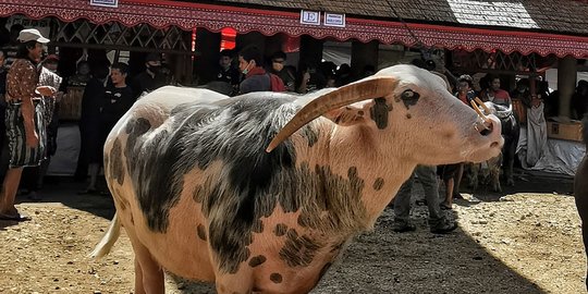 Kerbau Belang, Raja di Tana Toraja yang Harganya Selangit