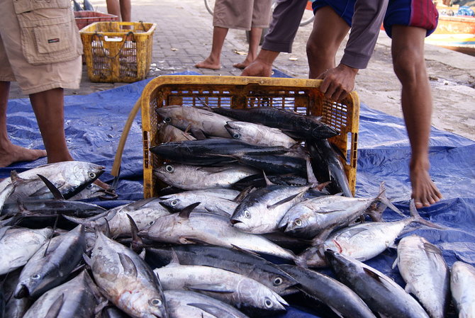 ilustrasi ikan tongkol